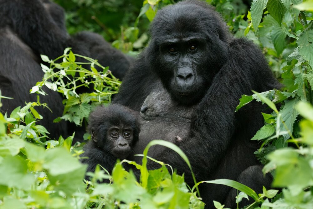 Photo courtesy Ryoma Ostuka. A female mountain gorilla with baby in Bwindi Impenetrable National Park