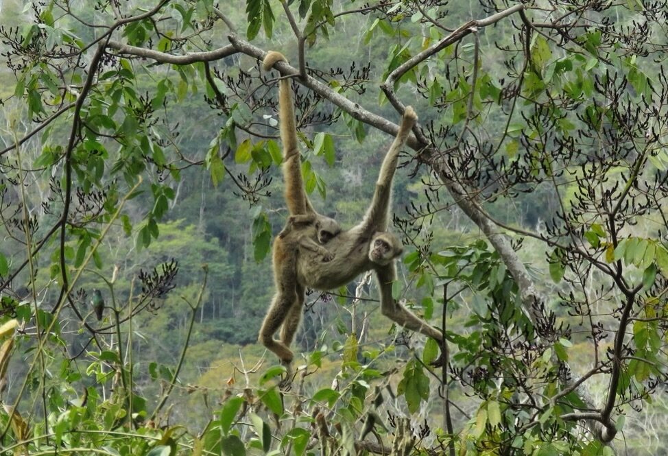 Dr. Karen Strier: Securing a Future for the World&rsquo;s Most Peaceful Primate.🙈🙊 Dr. Strier has led one of the world&rsquo;s longest running primate studies, dedicated to saving the largest monkey species, the Muriquis, in the Americas.

🙉 🐒 🙈