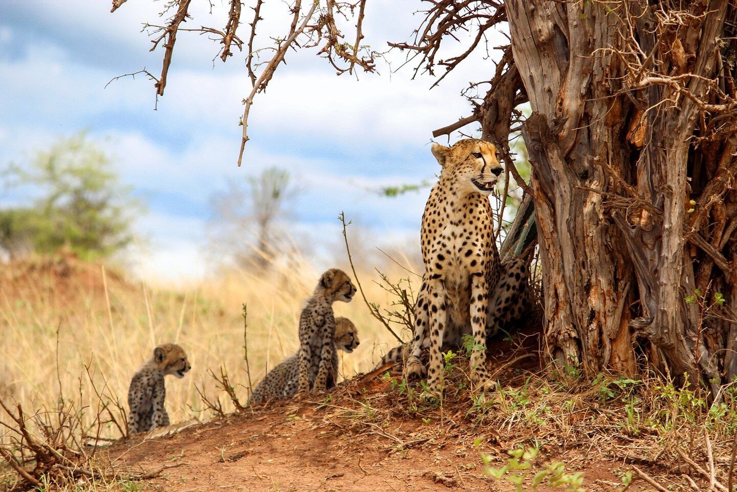 Tomorrow take a journey inside of Tanzania and the world of big cats with - Dr. Laly Lichtenfield! 🐆🦁It&rsquo;s not too late to register for this once-in-a-lifetime opportunity to learn from one of the greatest women leaders of conversation in Afri