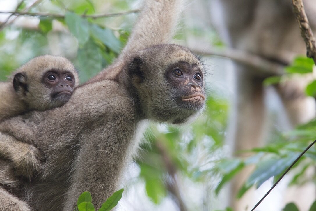 Dr. Karen Strier has made ✨foundational✨ contributions to understanding primate behavioral variation from a comparative perspective🙊, informing theories of the social &amp; ecological adaptations 🙈of wild primates through her 40+year field study of