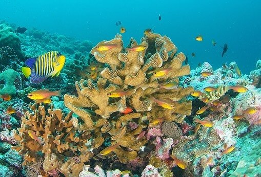 A superhighway on the coral reefs in Indian Ocean? That&rsquo;s what WINGS Flag Carrier April Burt and a team discovered around the Seychelles, a network of coral reefs covering more than a million sq km! 

🪸🐠🪸

They found that reefs around many i