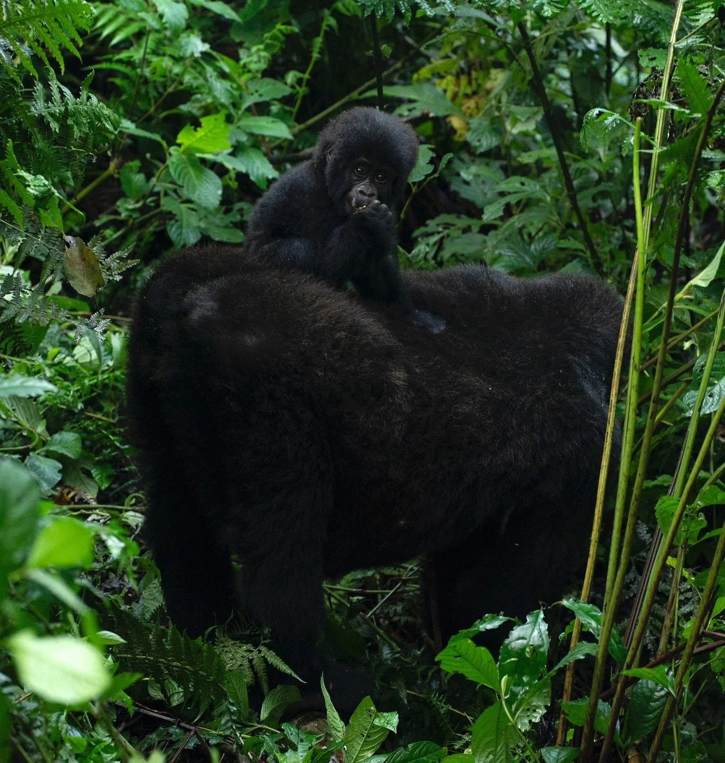 🌍🐵 Happy World Gorilla Day! 🐵🌍

Today, we celebrate these incredible creatures &amp; the tireless efforts of our WINGS Fellow Dr. Gladys Kalema-Zikusoka. 

Dr Gladys is Uganda&rsquo;s first wildlife veterinarian and founder of Conservation Throug