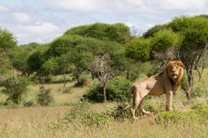 Let&rsquo;s celebrate World Animal Day! 🐾🌍 Today we honor the creatures we share our planet with, &amp; some of the incredible WINGS Women that work to ensure a safe &amp; thriving future for so many species.

Some are:
WINGS Fellow Dr. Laly Lichte