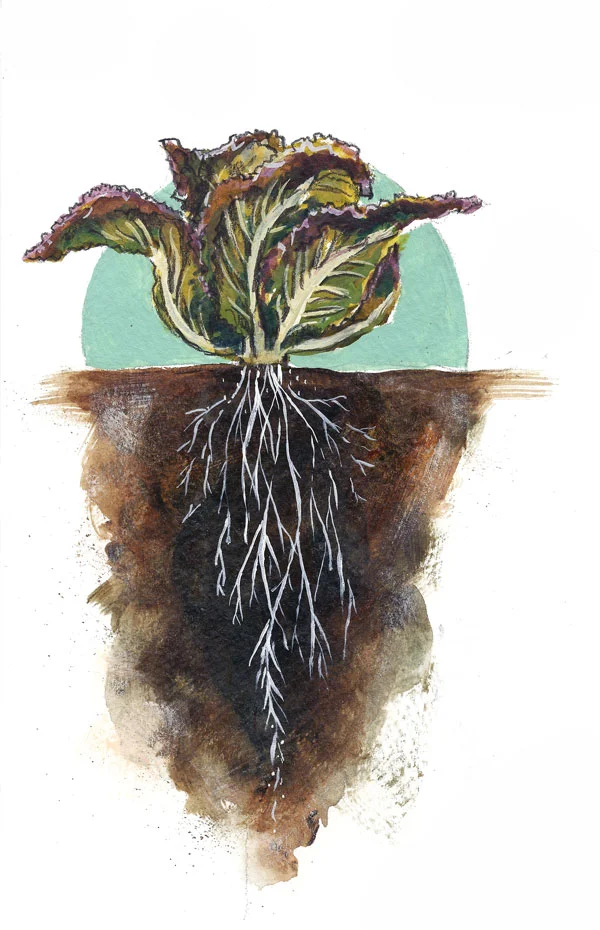 Edible Vineyard 