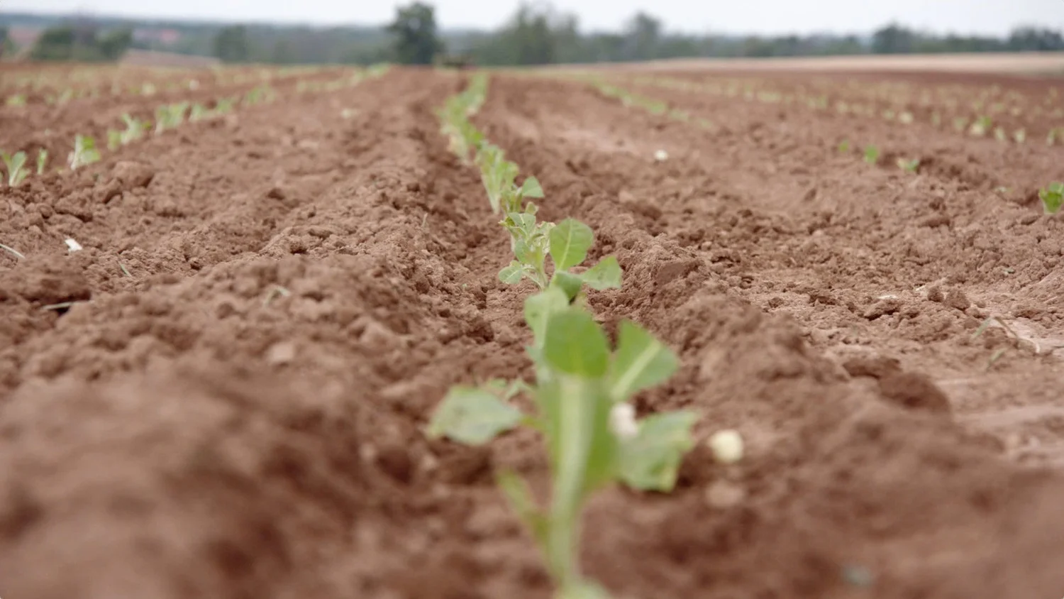 New Review: Hammer To Nail