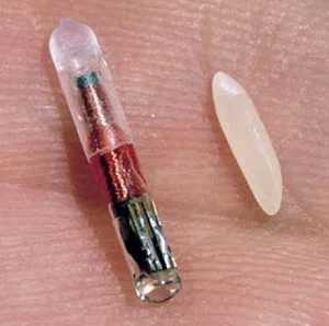Small RFID chips, here compared to a grain of rice, are incorporated in consumer products for identification purposes. Source: Wikipedia