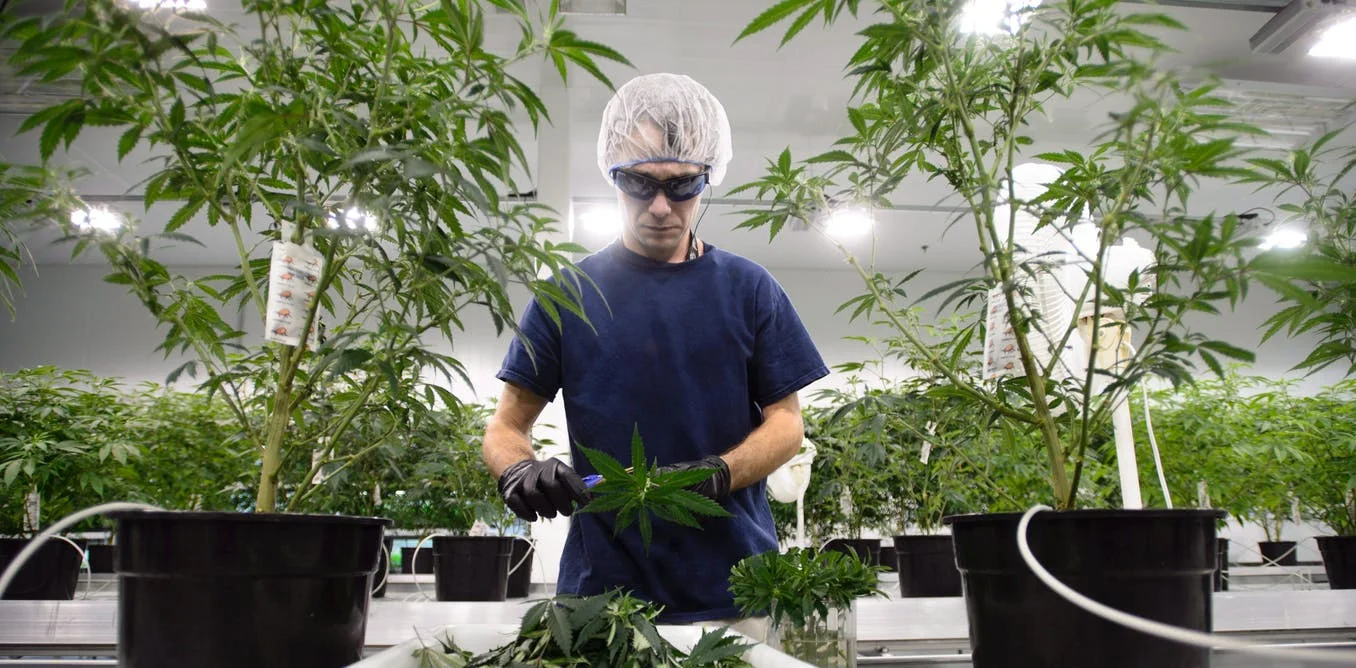 Can Government-Approved Pot Beat Street Weed?