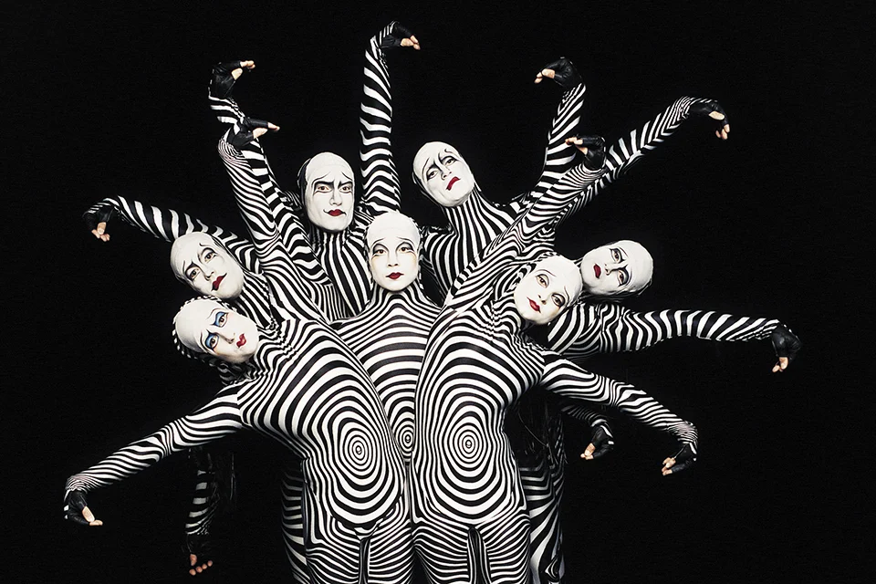 Zebras from "O". Photo: Cirque du Soleil/Veronique Vial
