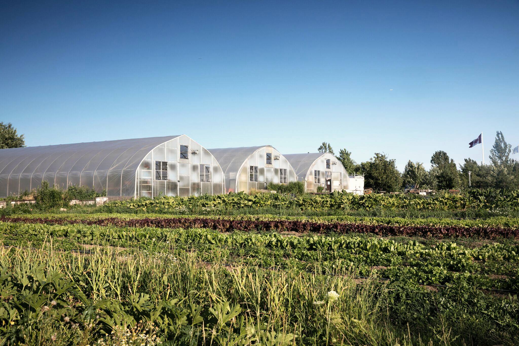 Farms at Downsview Park. Photos: Fresh City Farms