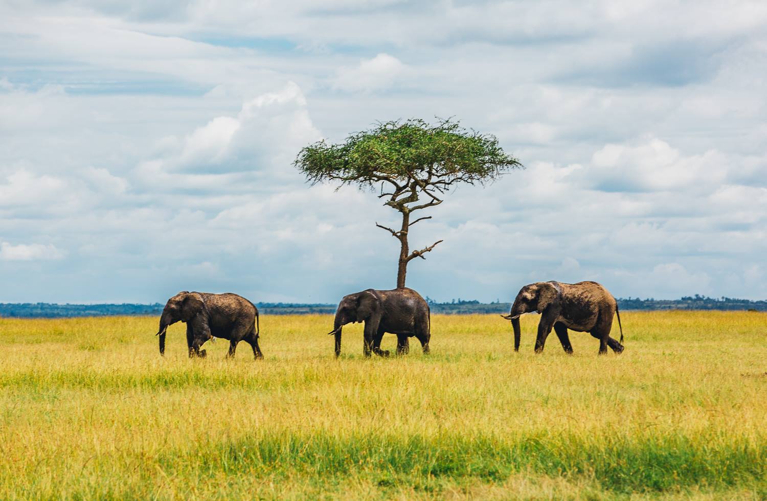 ME to WE Partnership committed to assisting communities in the Kenyan Maasai Mara. Photo: ME to We Facebook