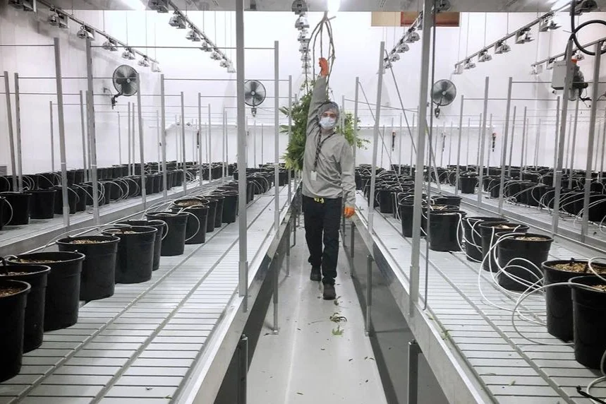 The New Kid in Town: An Analysis of the Emerging Canadian Cannabis Market, Part 2