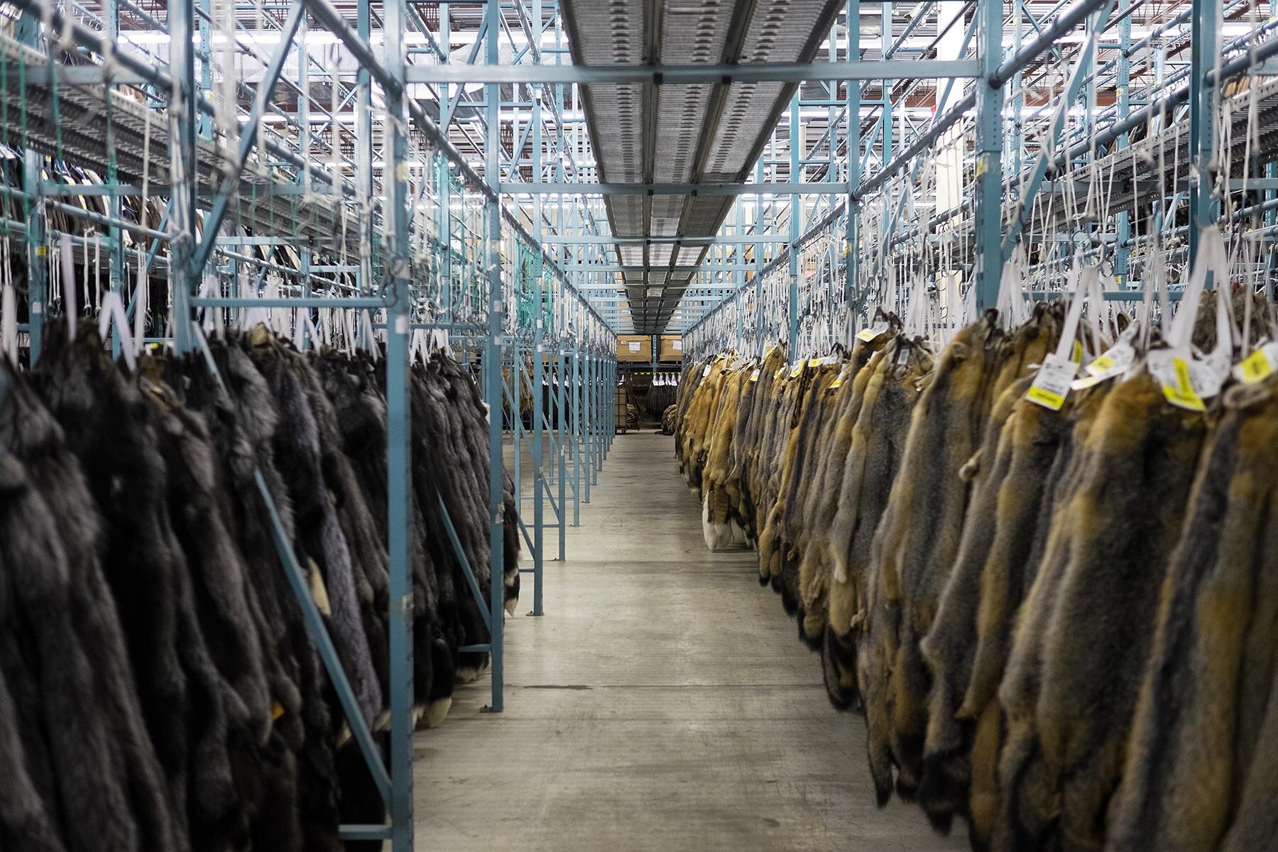 photo: al jazeera (inside a canadian fur auction)