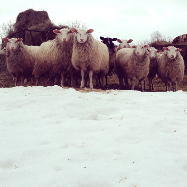 The lambs from 2013 are growing like weeds! Soon they'll graduate and be known the "teenagers".
