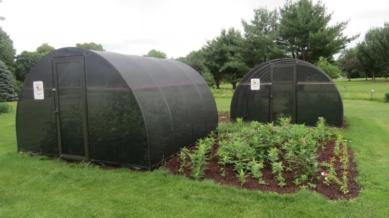 Butterfly tents and adjoining milkweed bed.