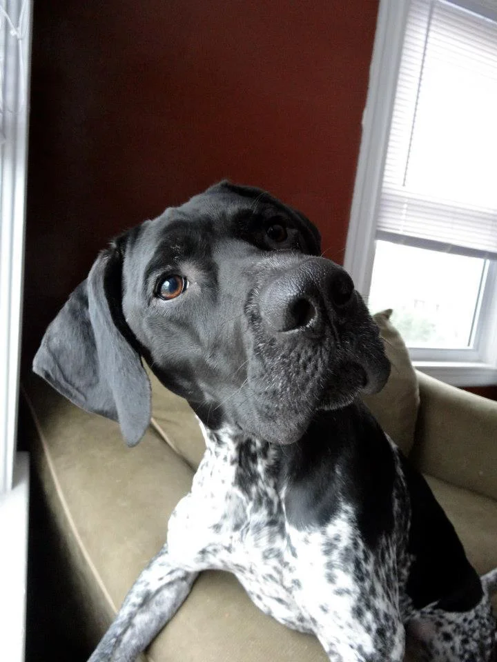 rugerlookup.jpg