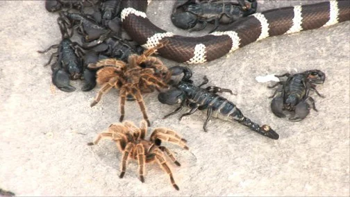 Animal Spirits (artnet Magazine)