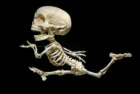 Mickey's Fibula, Courtesy of Hyungkoo Lee (Village Voice)
