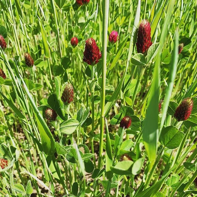 Crimson clover: one of the many beautiful benefits of cover cropping. HUG your soil by always keeping it covered, adding nourishment and habitat for the endless connections that sustain life.
#notill #regenerativeagriculture #longislandfarms #organic