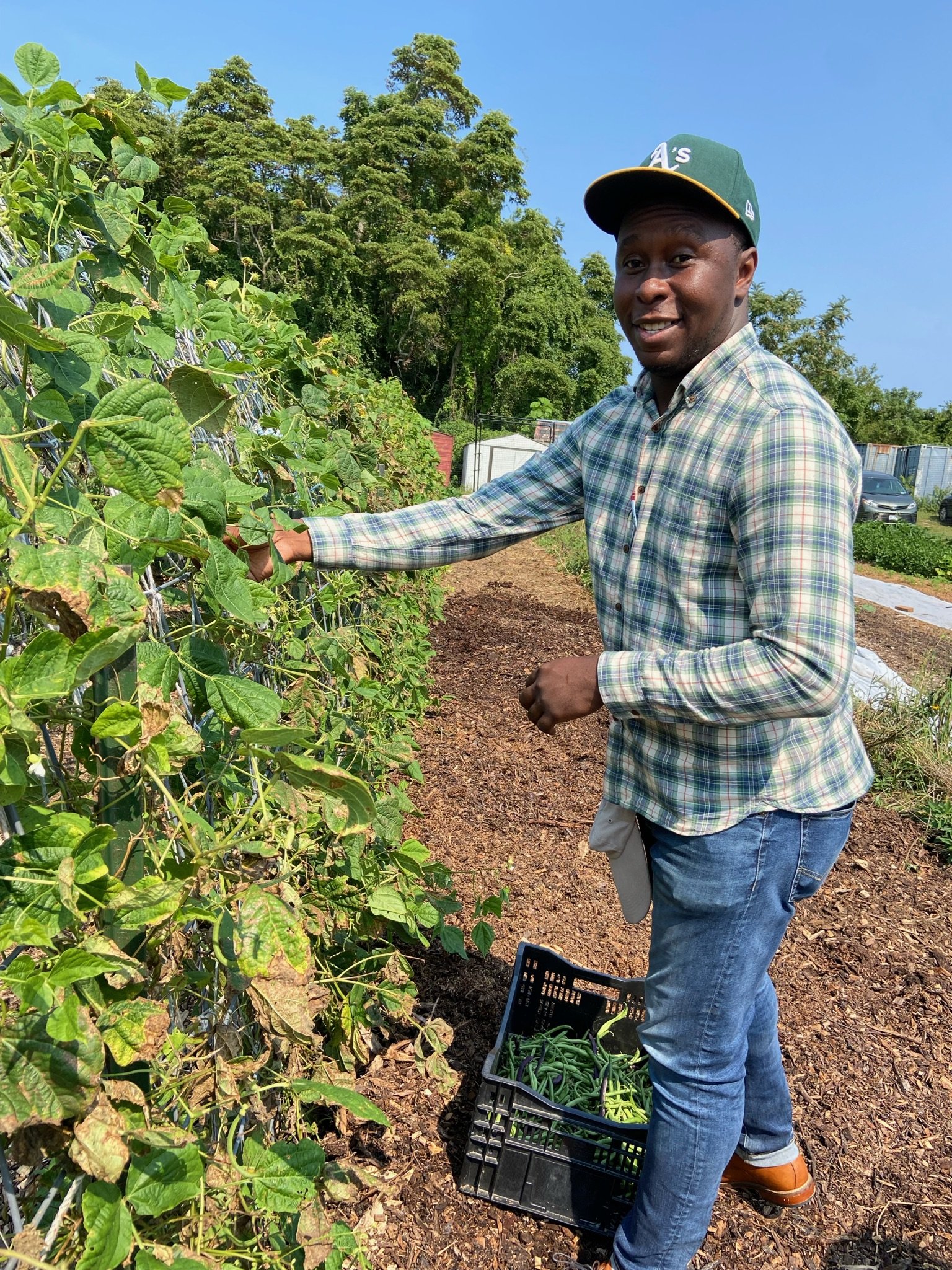 Francis-Pole Beans.JPG