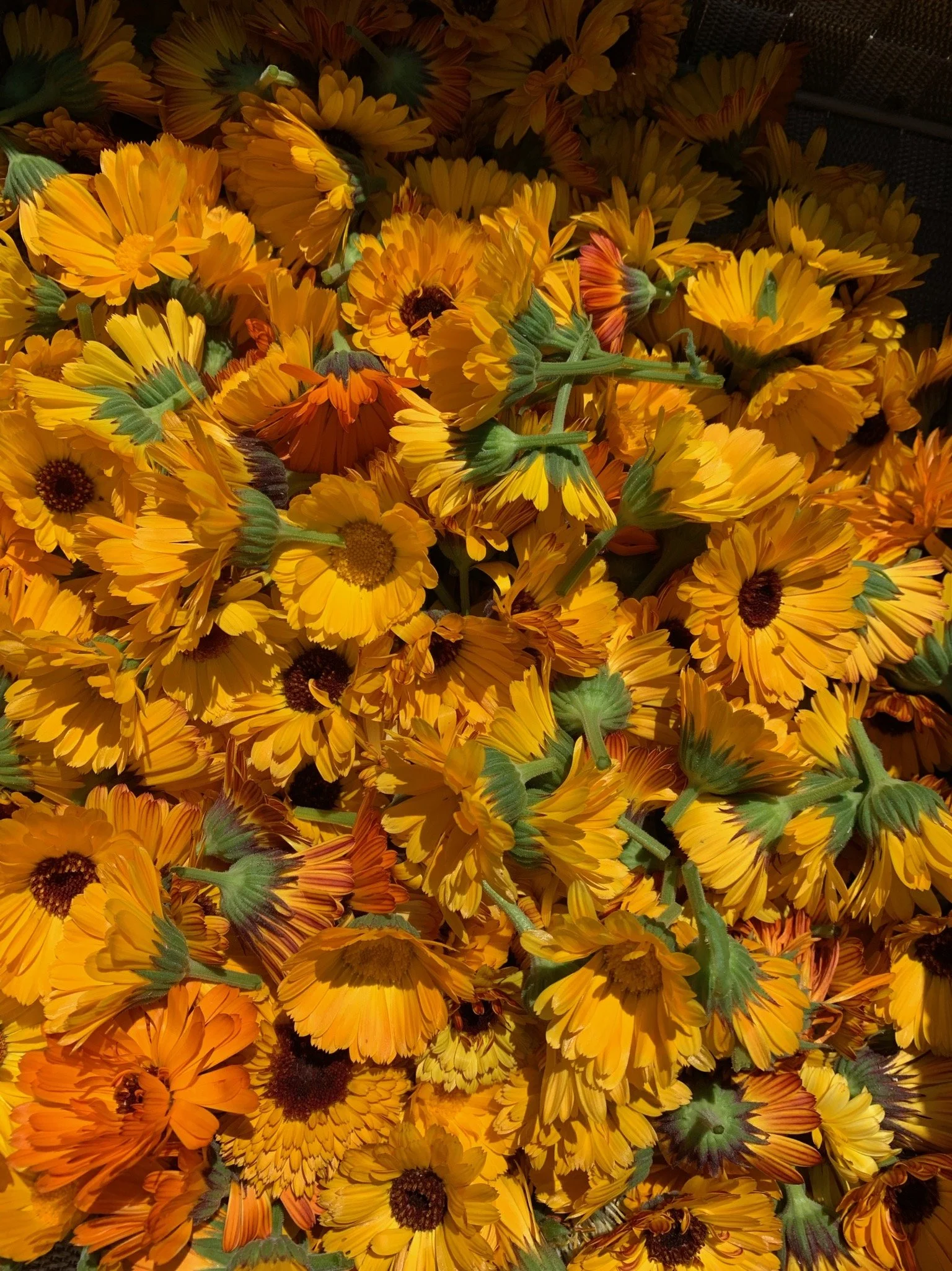 Community Day: Healing Plants