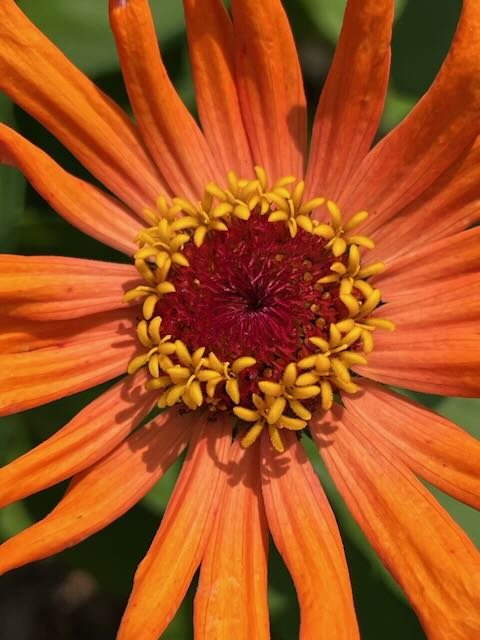 Orange Flower.jpeg