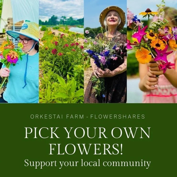 How can you support your local community while keeping the wellbeing of our Earth at the heart of your choices? 🌎

A beautiful bouquet of freshly cut flowers from Orkestai Farm can do just that! 💐

Join our Flower Share Program and enjoy the weekly