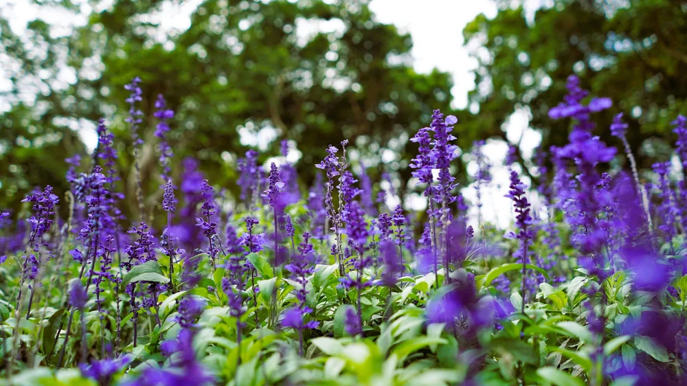 Clary Sage Oil and Acupuncture for Labor Sarah Johnson L. Ac. of West Austin, TX