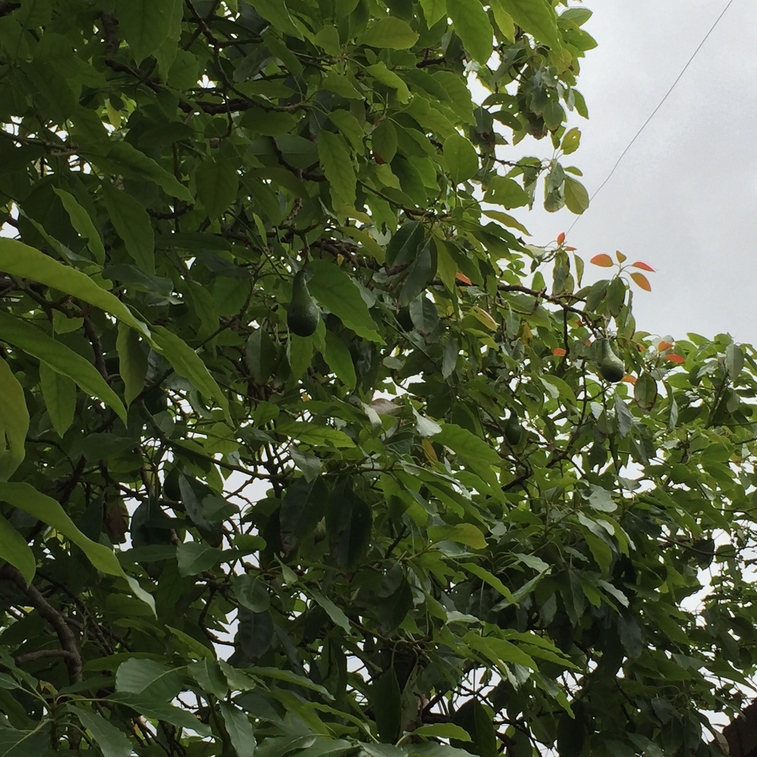 Avocado tree in the backyard of the children's home.