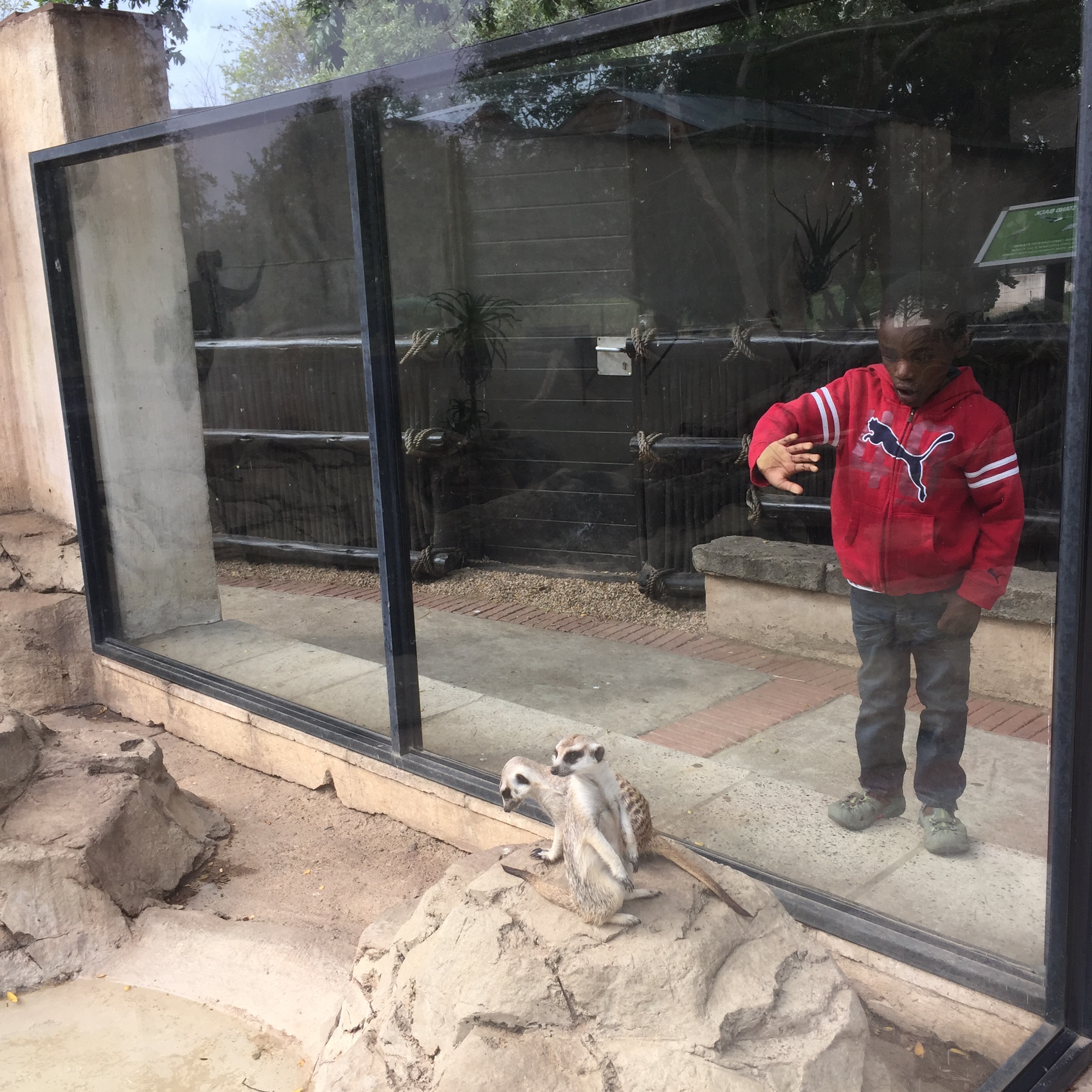 Waving to the meerkats.