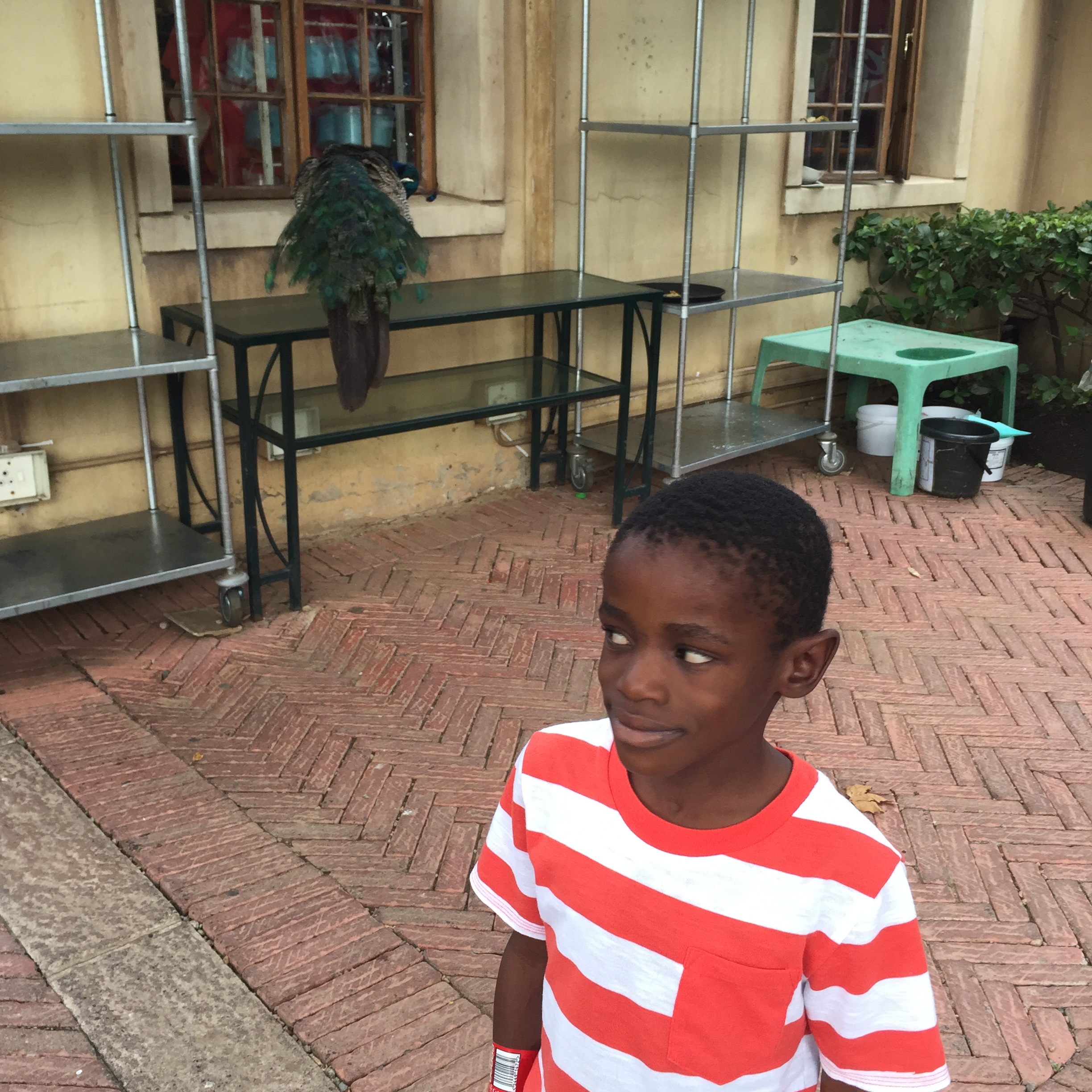 Tisetso did not like that the bird was BEHIND him. I told him I would not let the bird get him.