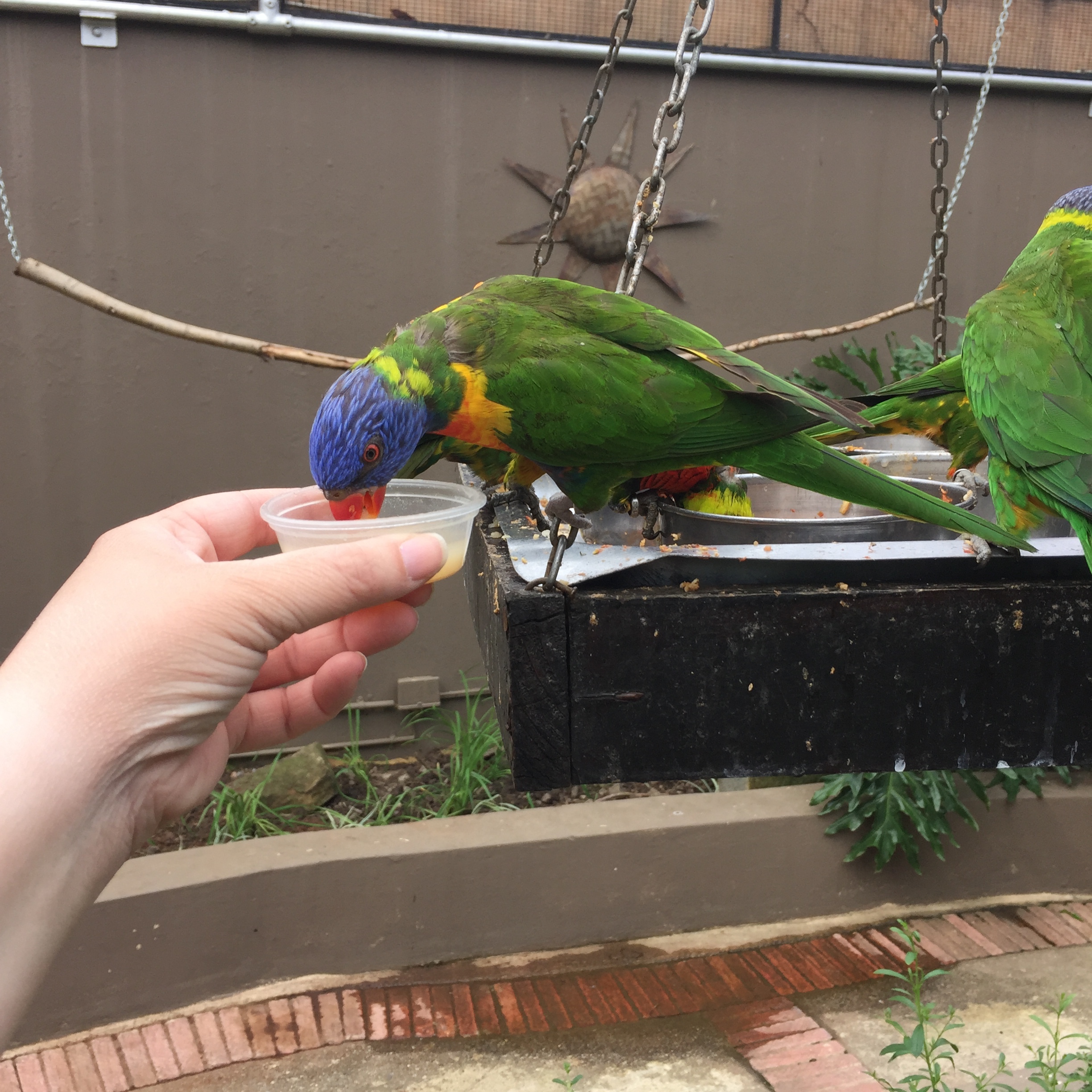 I got to feed birds!