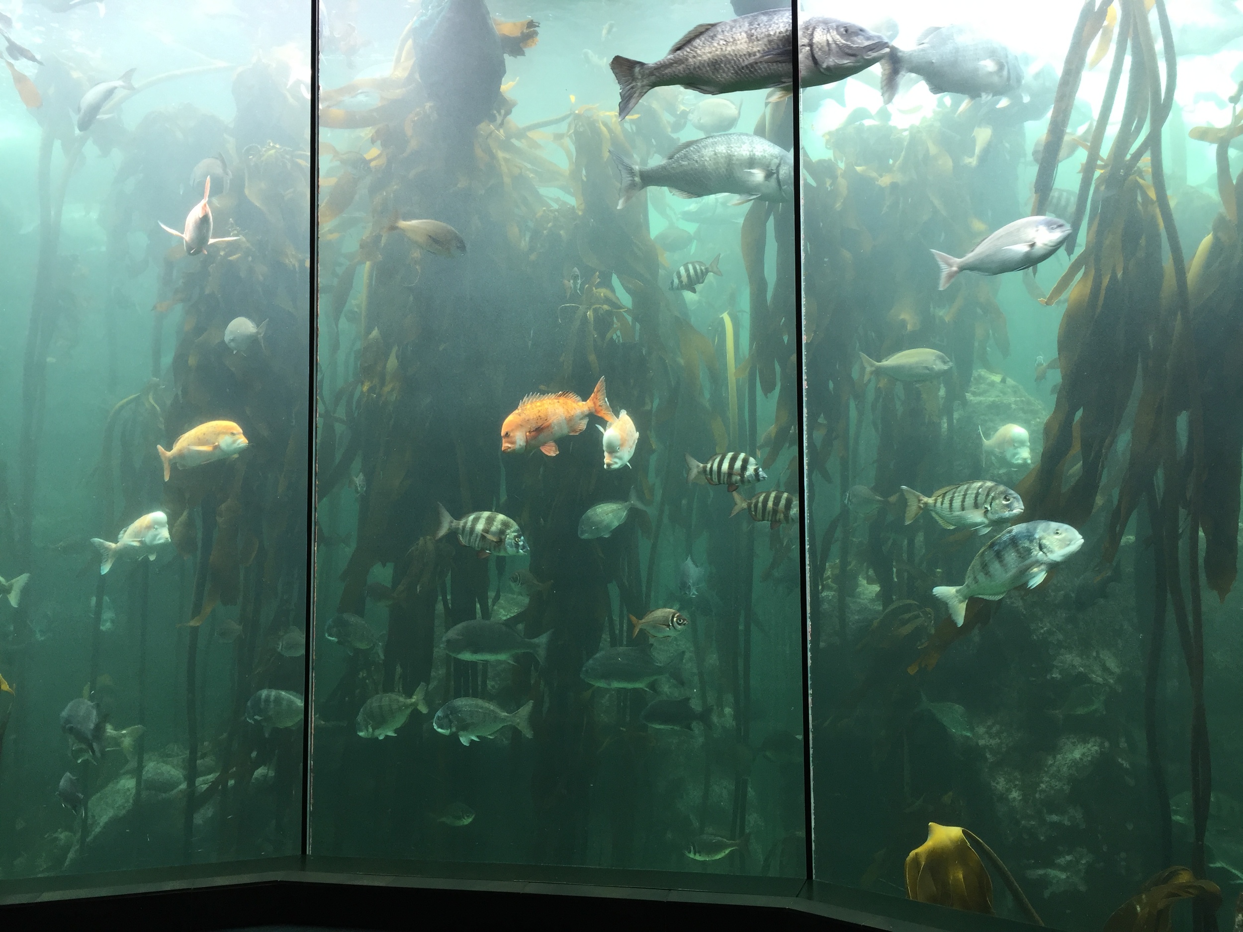 Sea kelp forest.