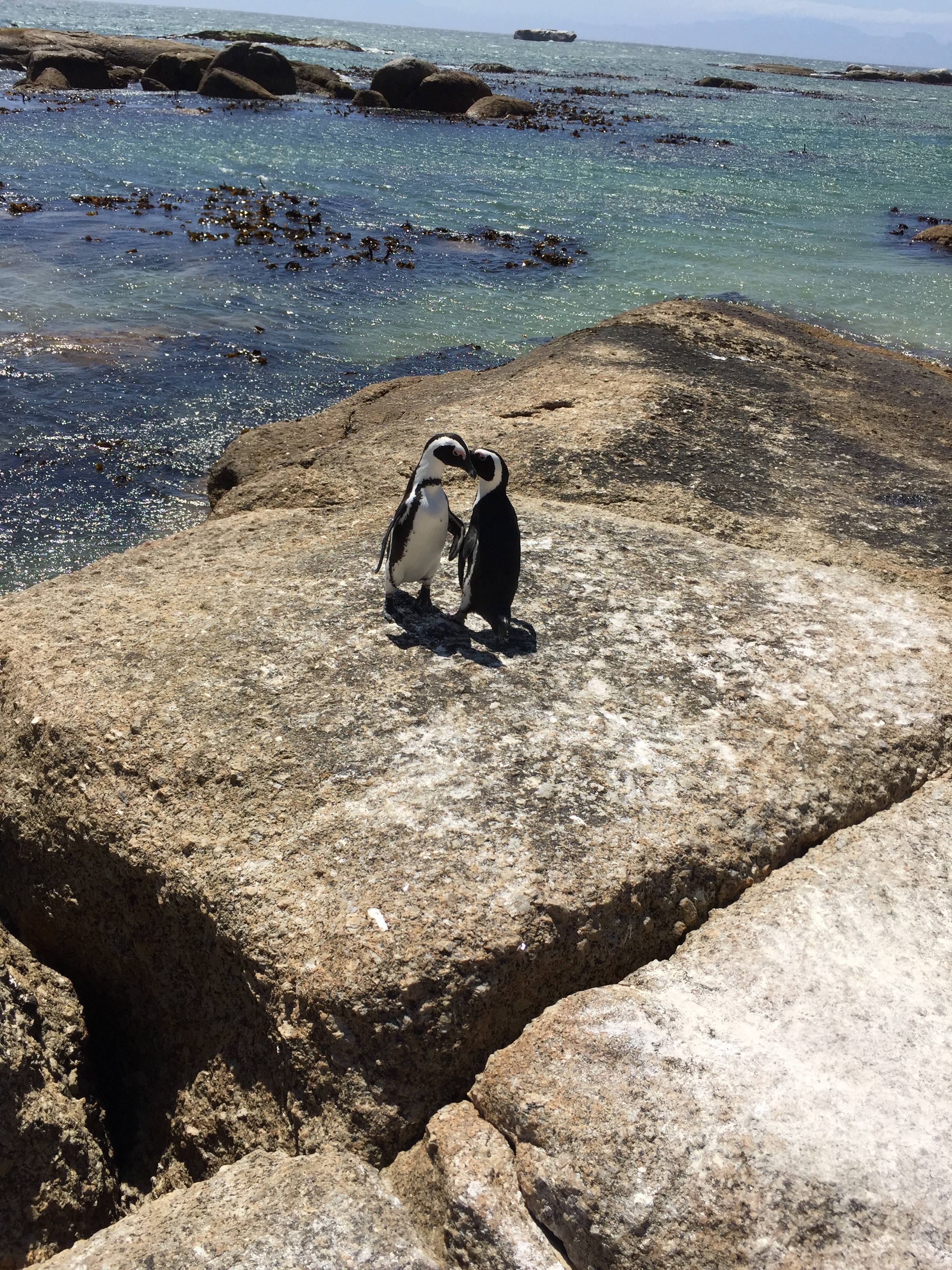 Two penguins were dancing around together. It was adorable.