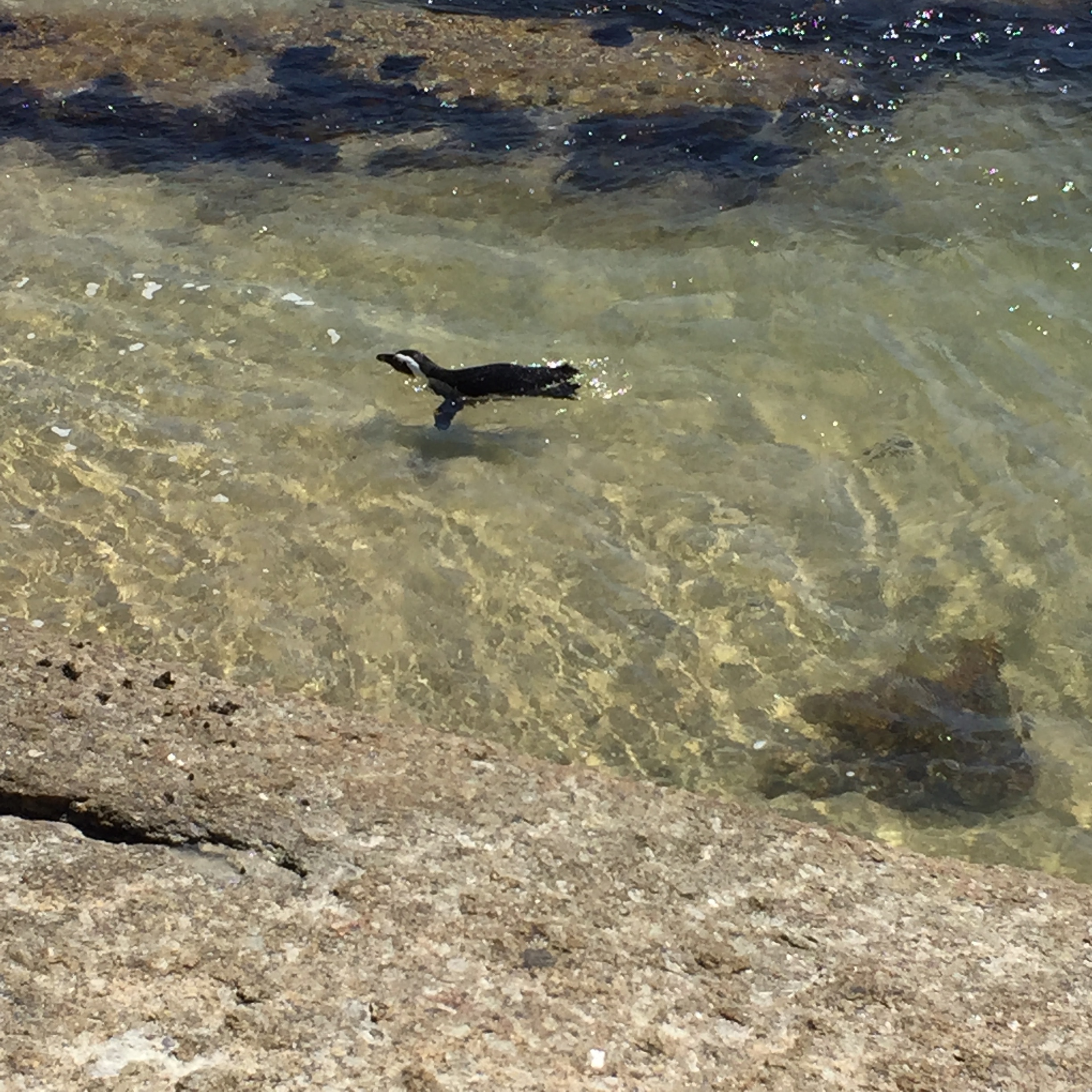 Don't mind me. Just swimmin' by!