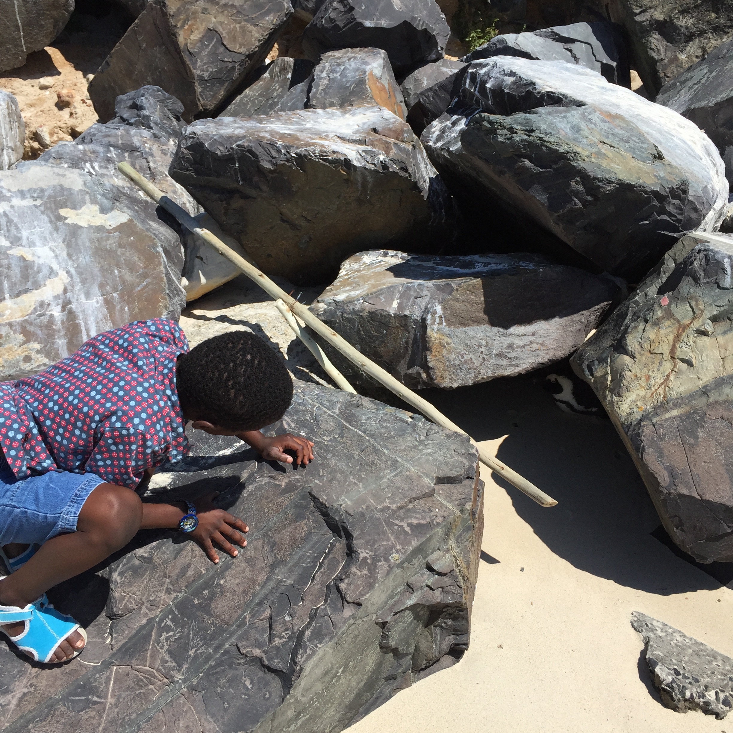 A penguin took us by surprise as it was under some rocks Tisetso was climbing.
