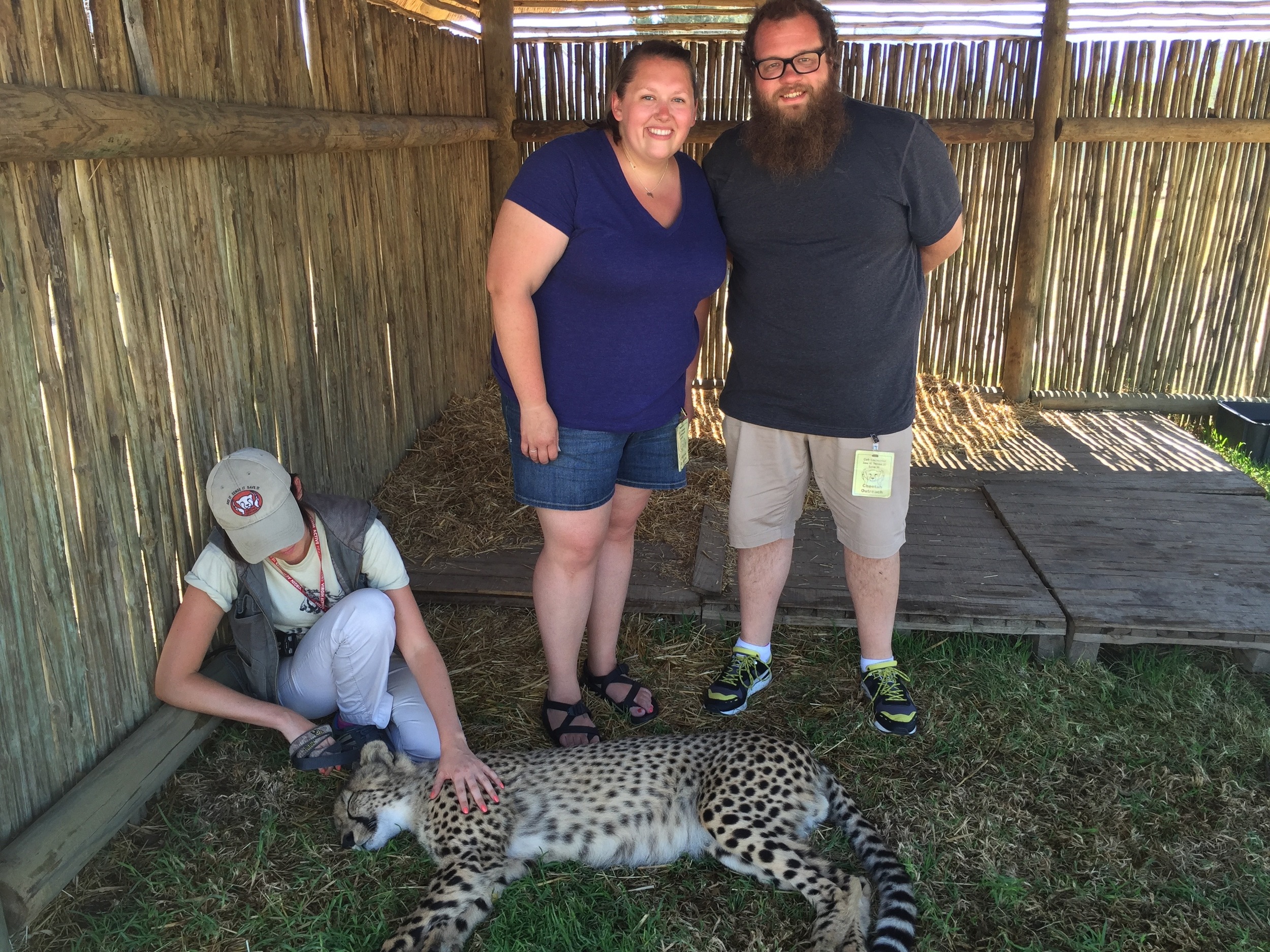 Cheetah #1