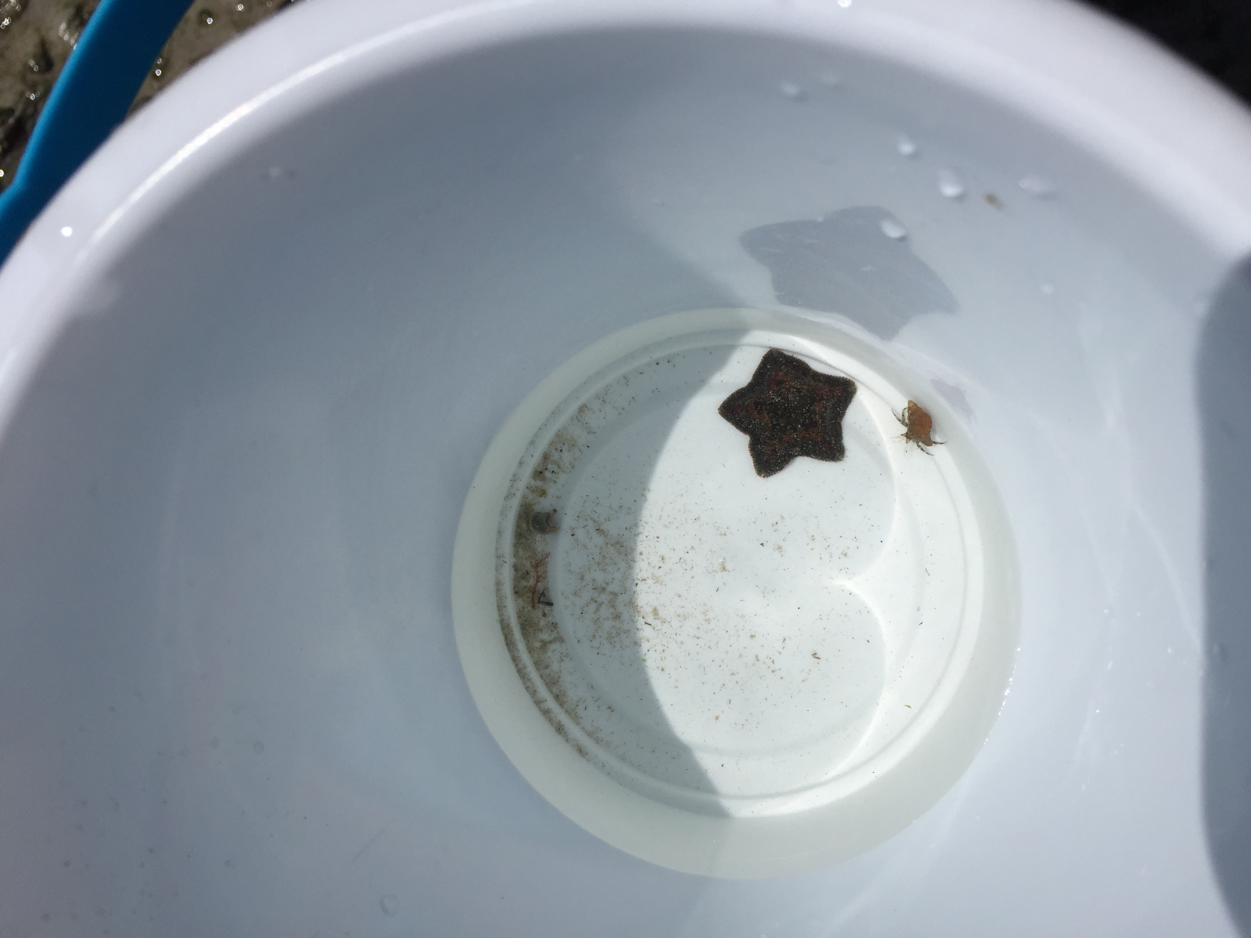 Tiny star fish and baby hermit. <3