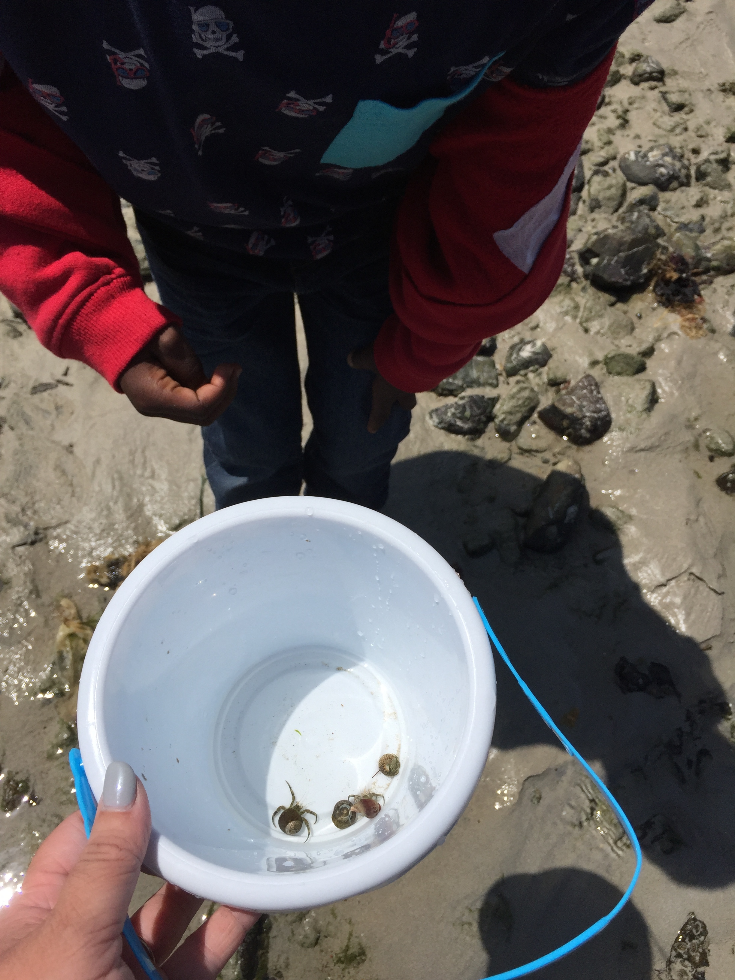 Cautious as ever, Tisetso asked to hold one of the hermit crabs. I got so excited! A breakthrough in his dislike of nature! NOPE! He proceeded to chuck the poor thing far away back into the water. *sigh*