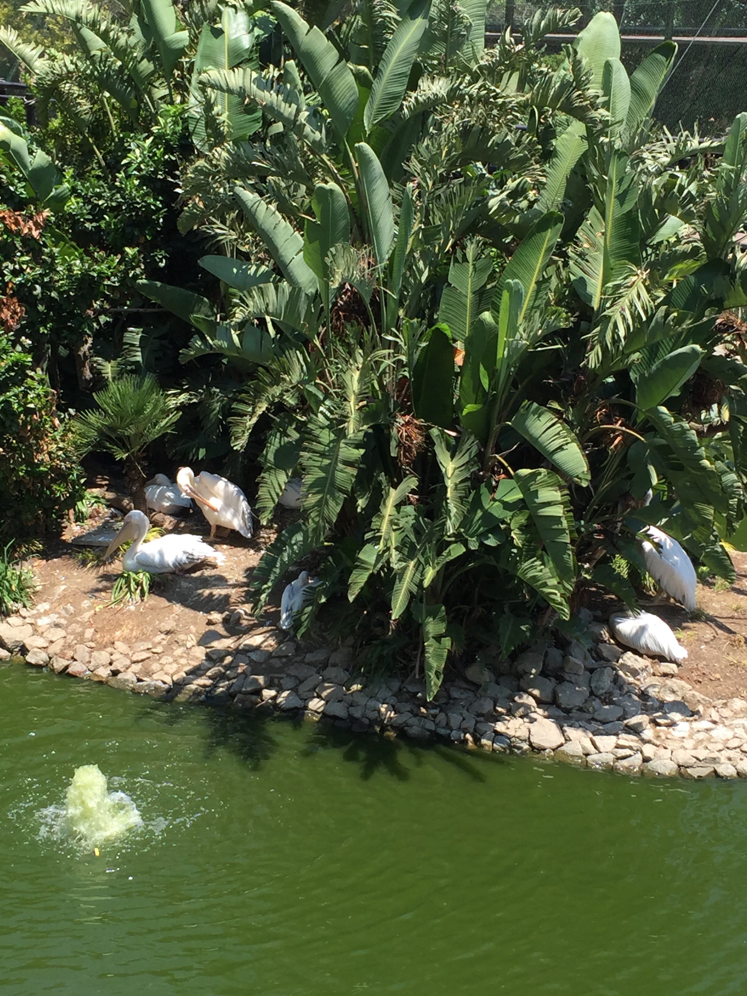 It was quite a hot day, so a lot of the birds were hiding in the shade.