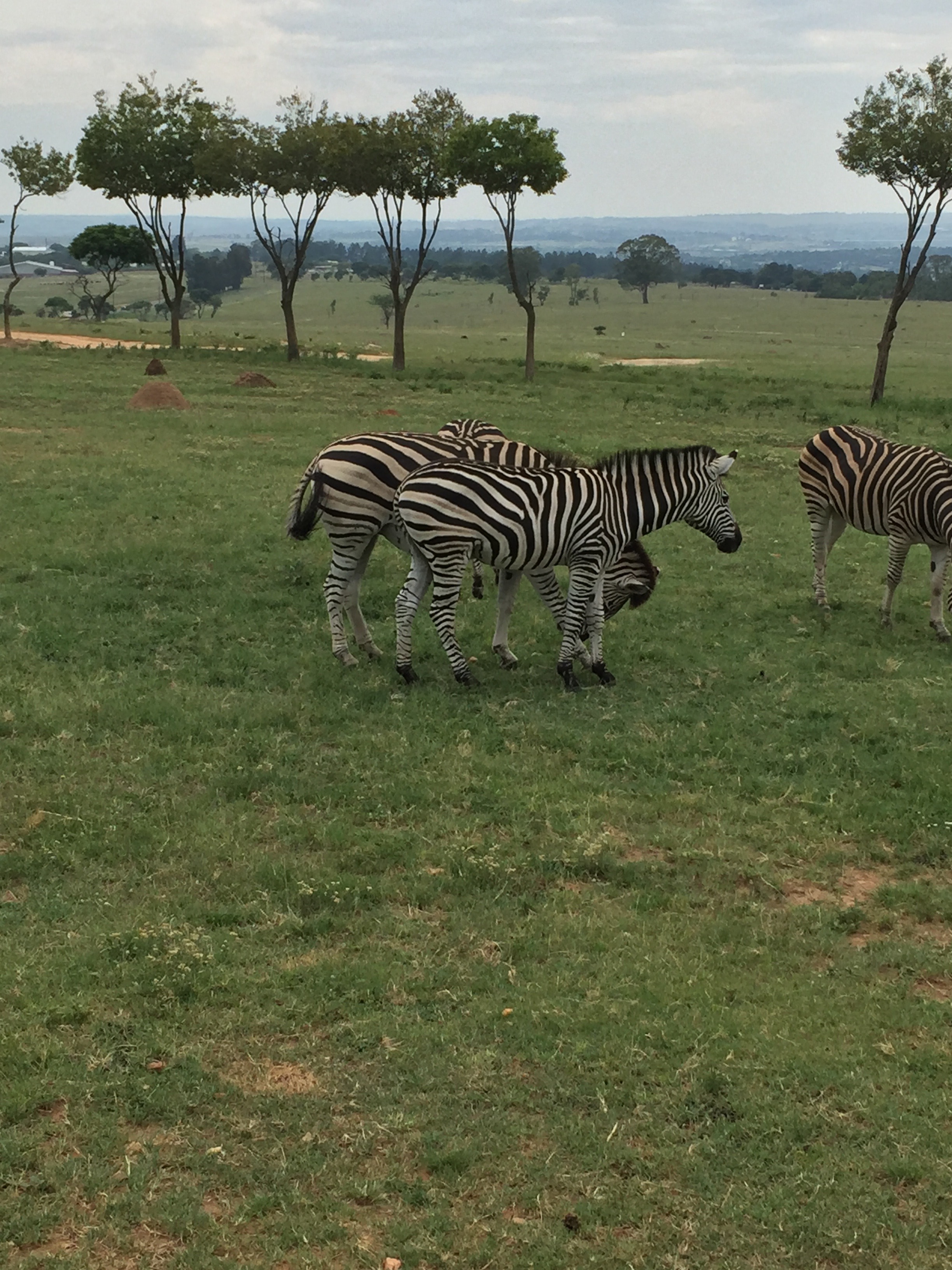 Zebra! (rhymes with "Deborah" over here)