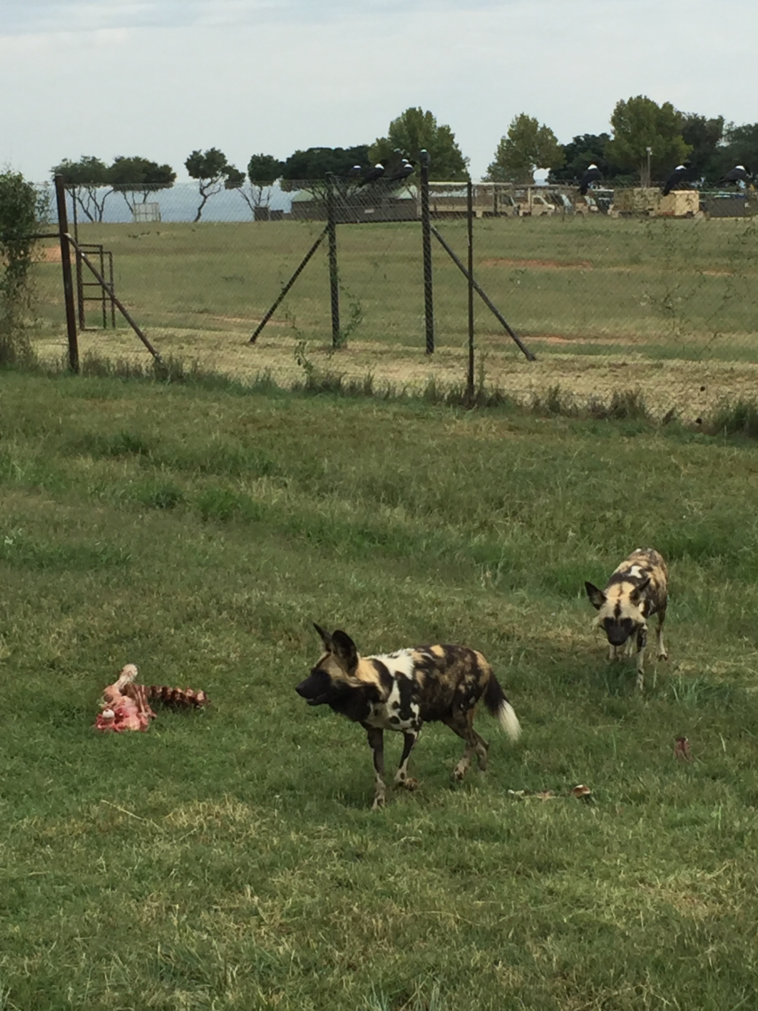 Wild dogs
