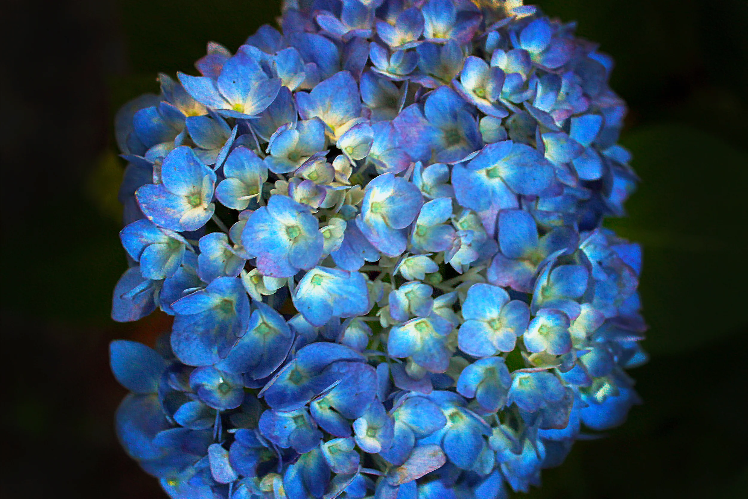 Blue Hydrangea.jpg