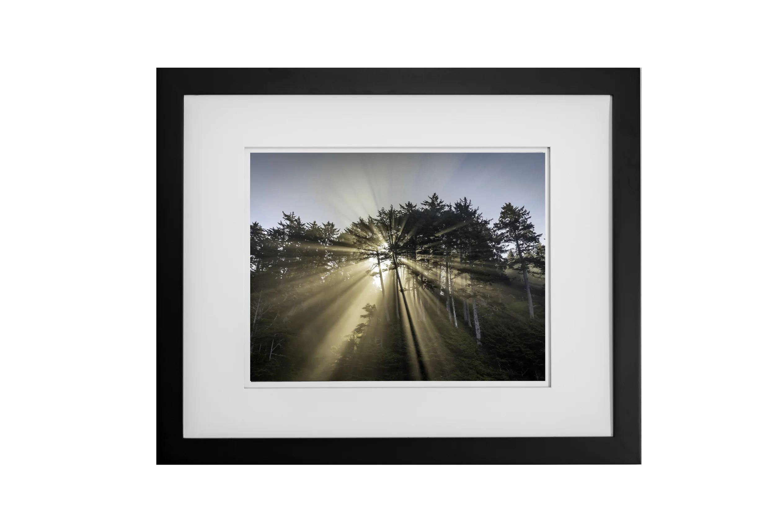 Sun Through Trees Framed 11x14.jpg
