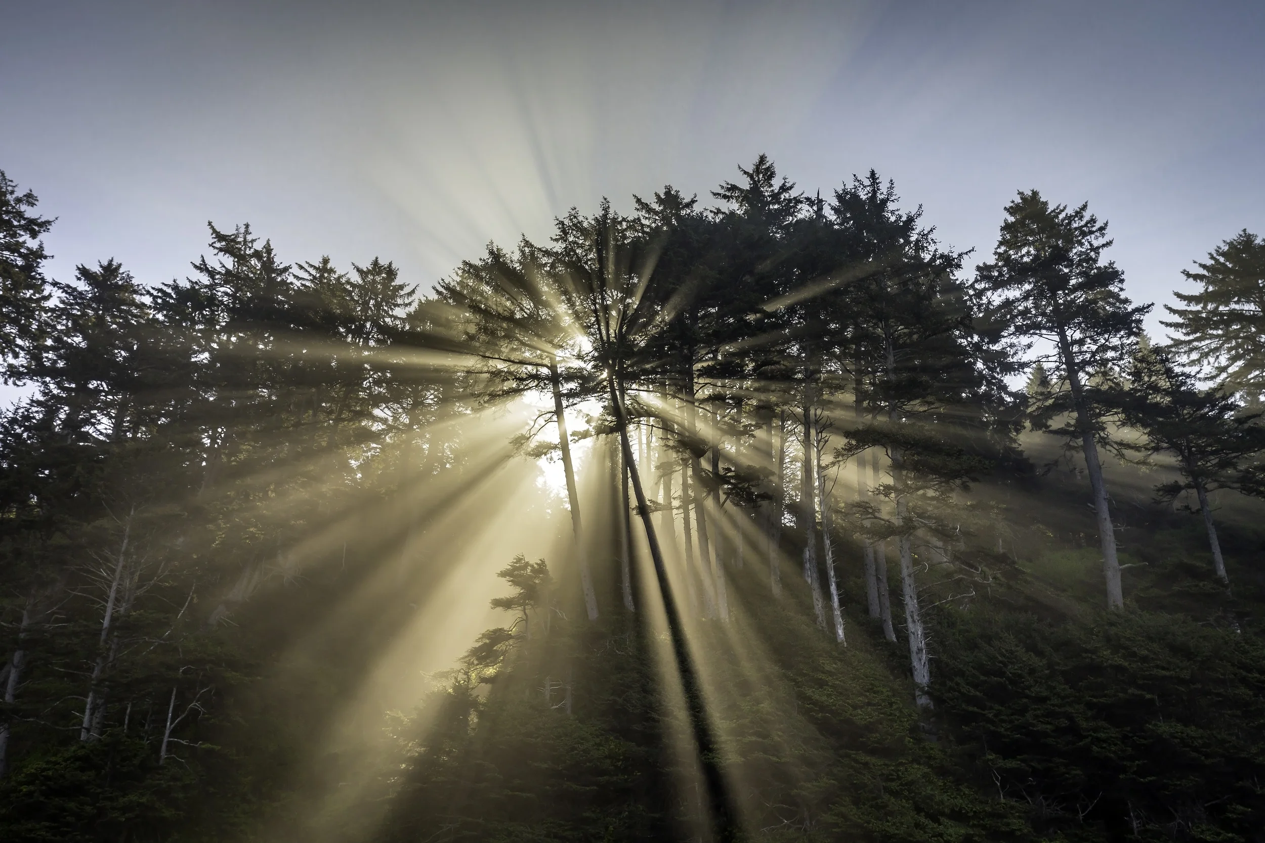 Sun Through Trees 1 Color.jpg