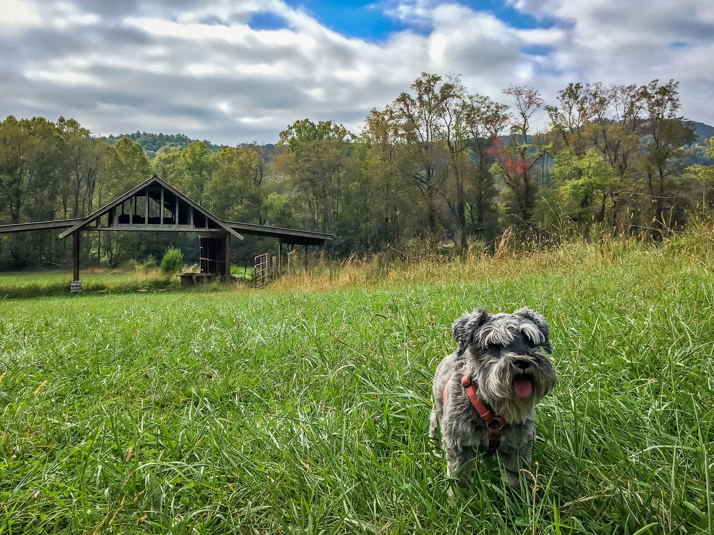 Ferguson Cabin Monkey Field2.jpg