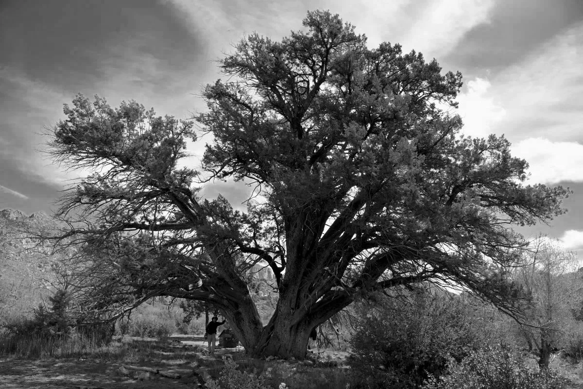 HOTSHOTS JUNIPER HIKE