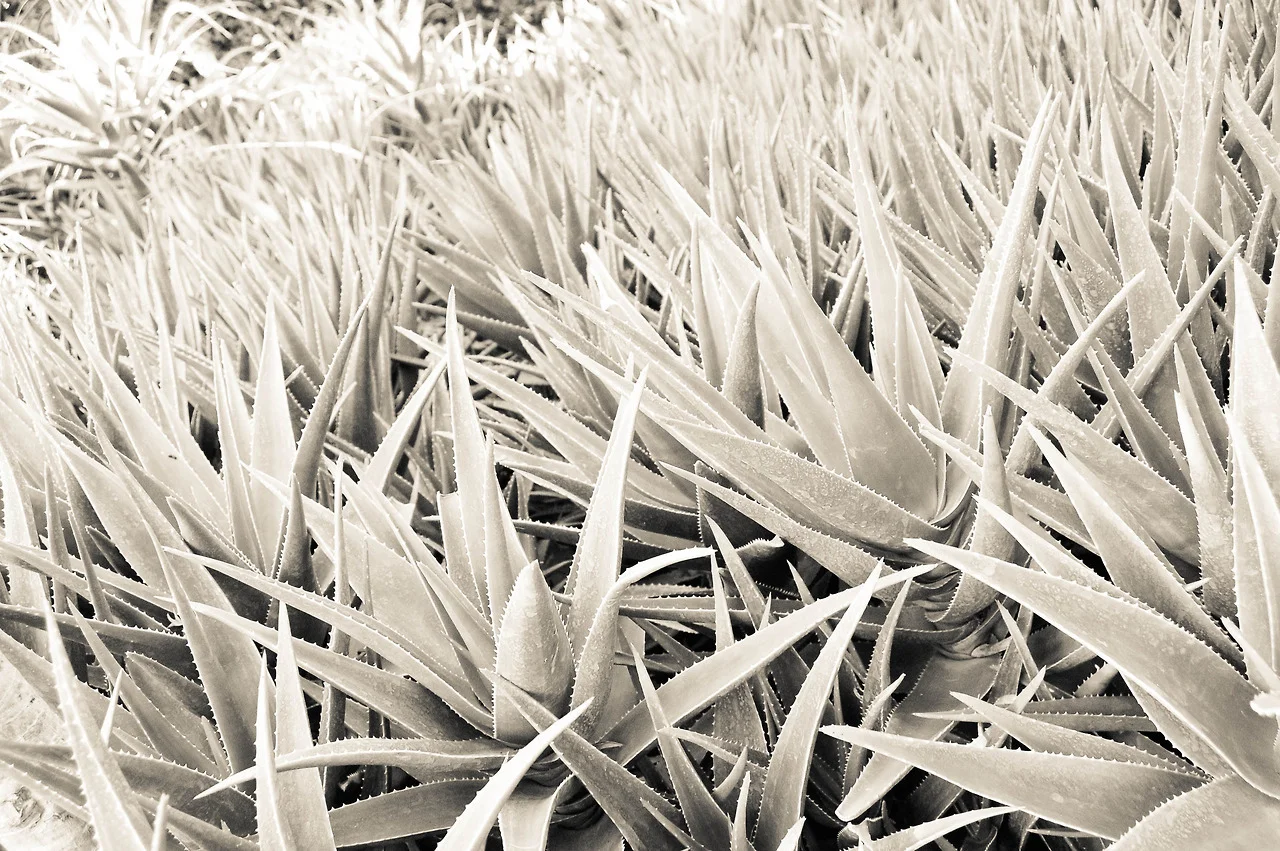 Majorelle Gardens, Marrakech