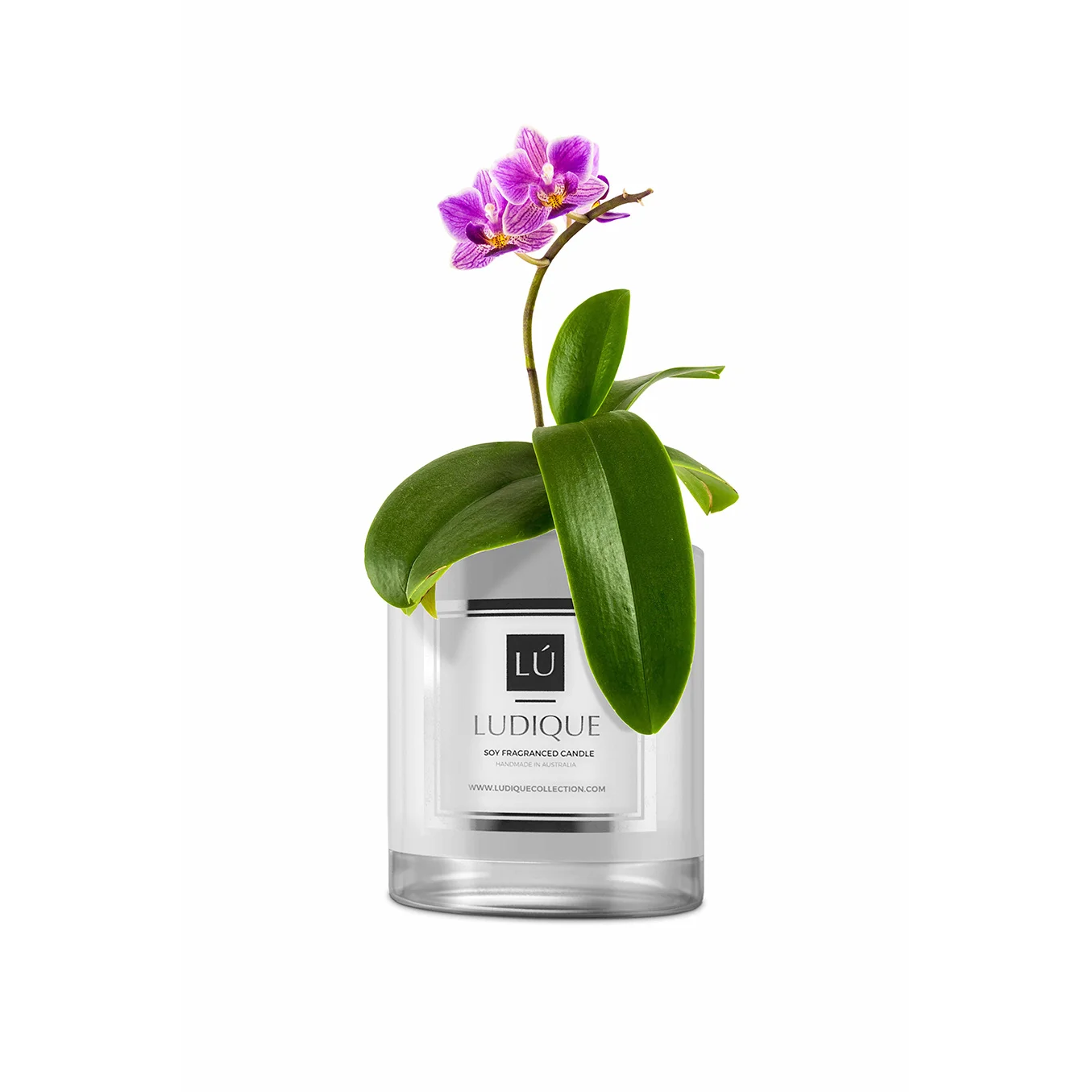 IDEAS_orchid_maison.jpg