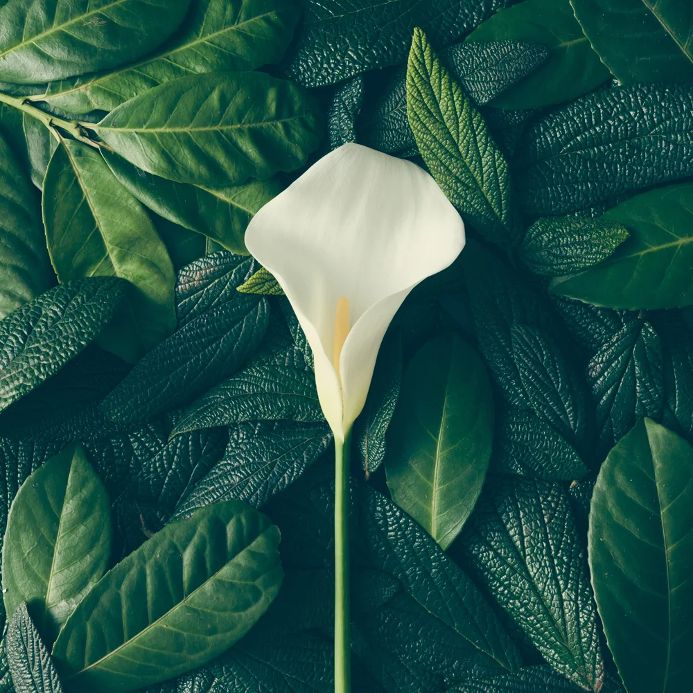 verde_lili.jpg