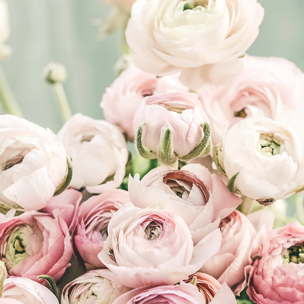 Pink_flowers_.jpg